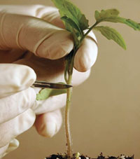 Grafted-Tomatoes